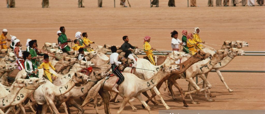 An interested image of tens of camels participating in a world famous camel race in Jinadriyah National Festival of Saudi Arabia.