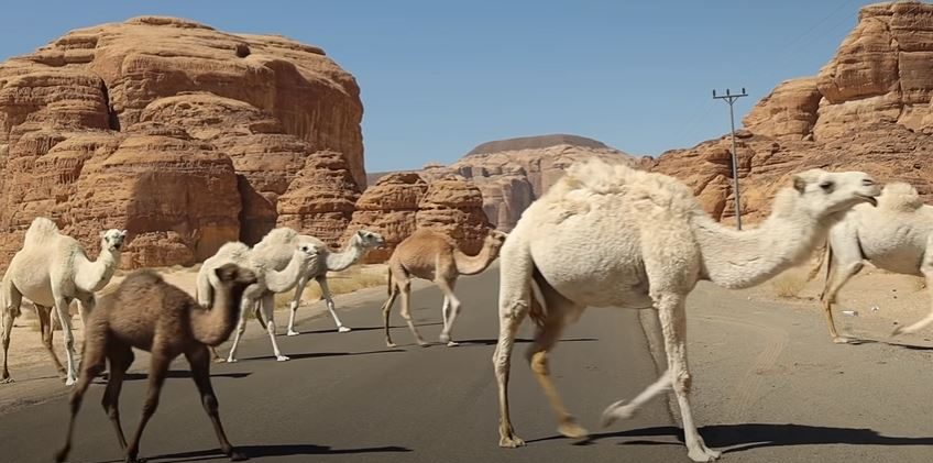 Camel in Al Ula