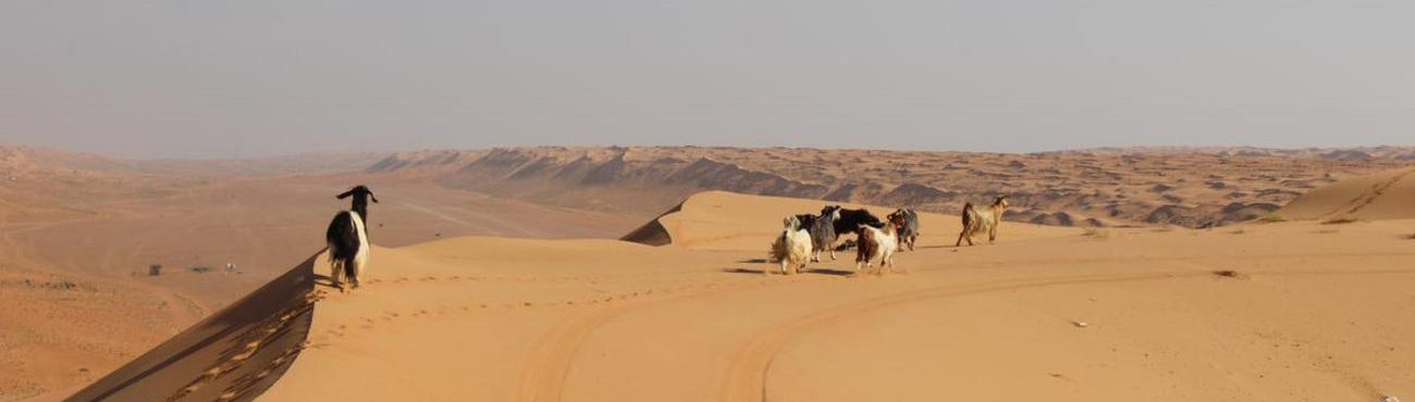 An interesting image of Rub-al-Khali the longest unbroken desert on the Earth in KSA where local peaple are rearing goats in the desert.