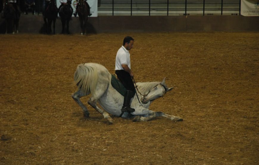Horse Country Resort