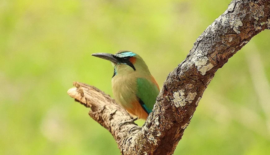 Costa Rica Tour