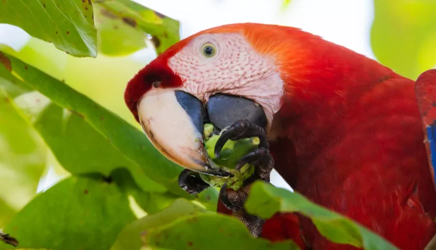 Costa Rica Tour