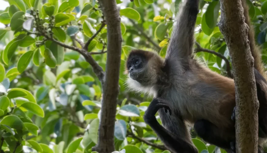 Costa Rica Tour