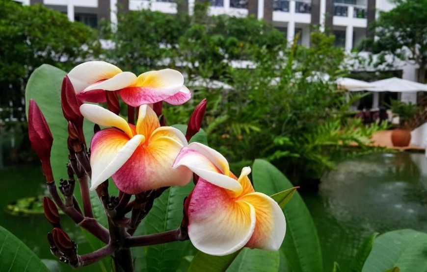 Lanka Princess Ayurveda Hotel – Authentic Ayurveda & Wellness in Sri Lanka