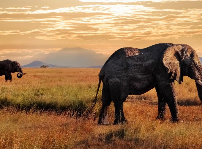 Tansania Sansibar Rundreise Serengeti