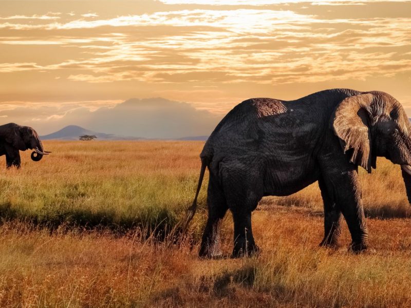 Tansania Sansibar Rundreise Serengeti
