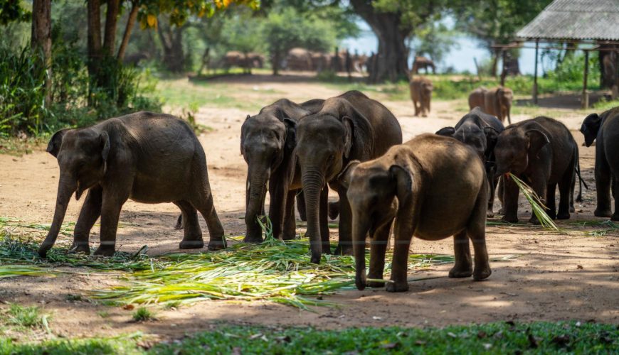 Sri Lanka Tour Udawalawe Elephant