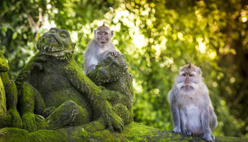 Bali Round Trip Monkey Forest