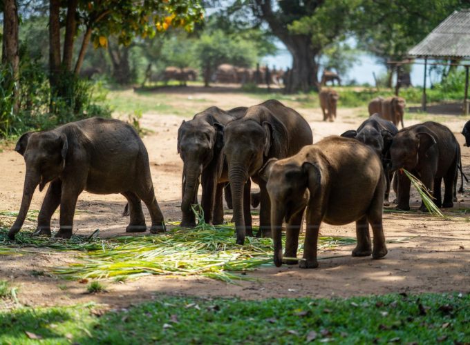 Sri Lanka Family Tour