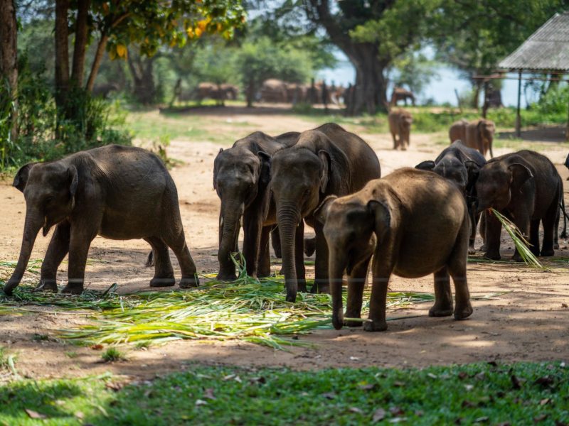 Sri Lanka Family Tour