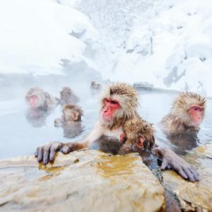 Japan Geisha Tour Schneeaffen im Onsen