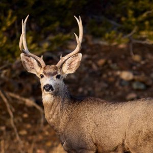 Trinchera Reserve and Lodge Colorado