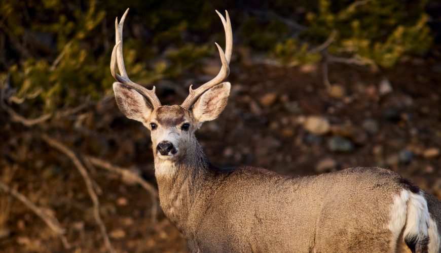 Trinchera Reserve and Lodge Colorado